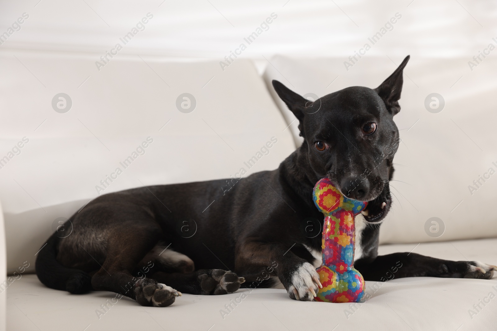 Cute dog chewing bone on sofa at home Photo of Cute dog chewing bone on sofa at home
