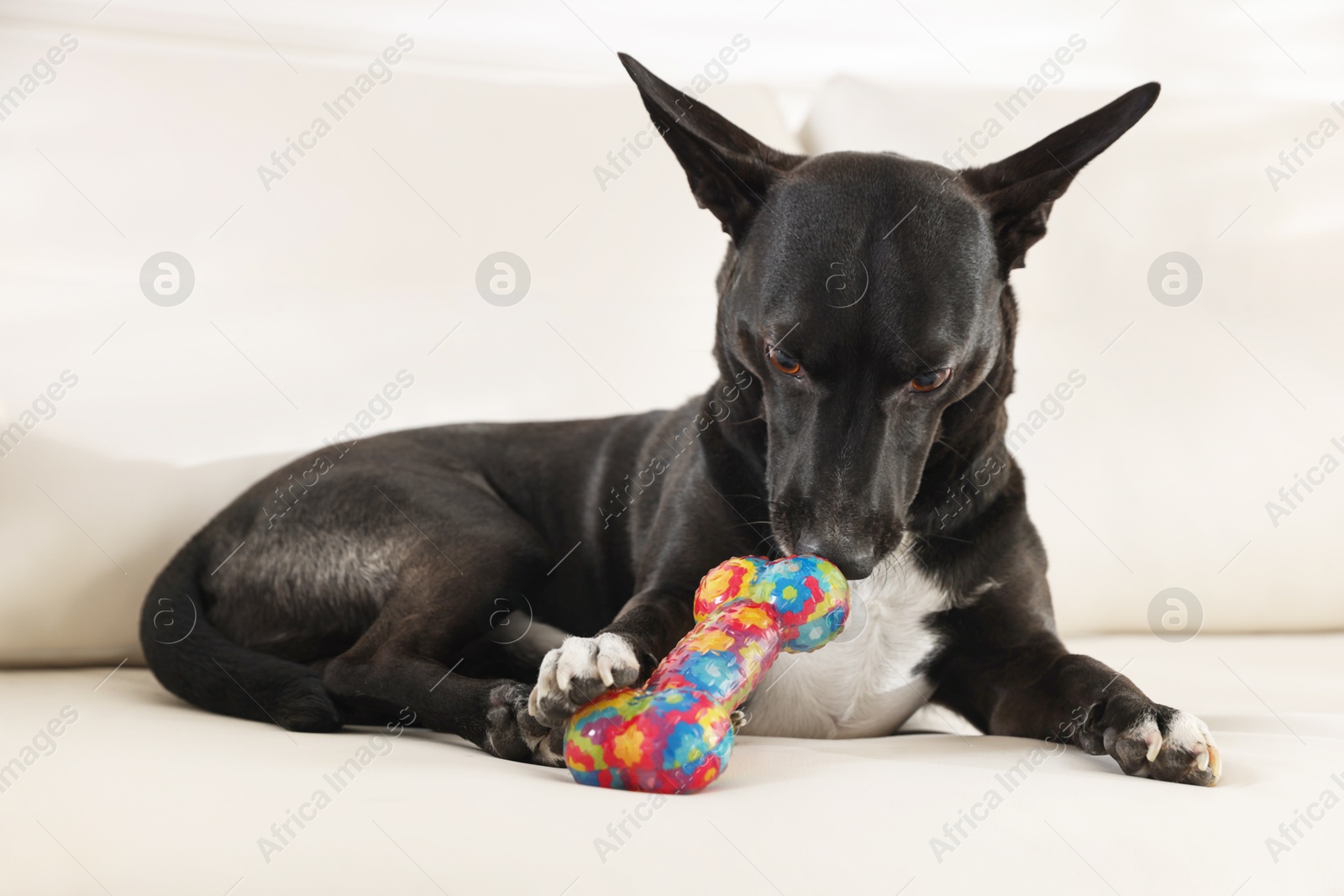 Cute dog chewing bone on sofa at home Photo of Cute dog chewing bone on sofa at home