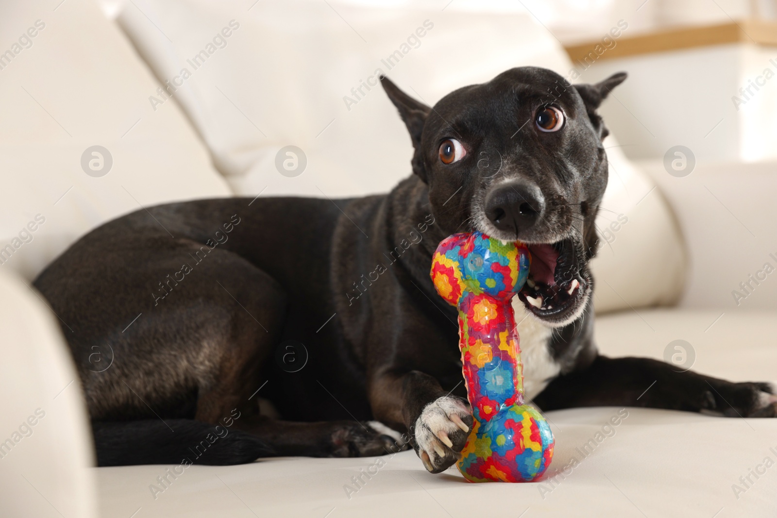 Cute dog chewing bone on sofa at home Photo of Cute dog chewing bone on sofa at home