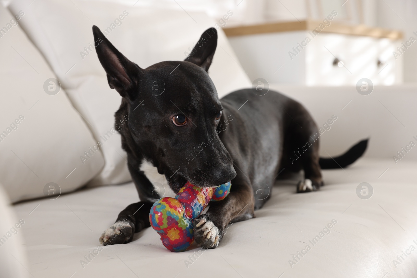 Cute dog chewing bone on sofa at home Photo of Cute dog chewing bone on sofa at home