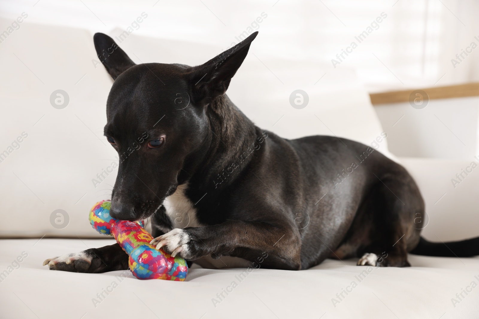 Cute dog chewing bone on sofa at home Photo of Cute dog chewing bone on sofa at home