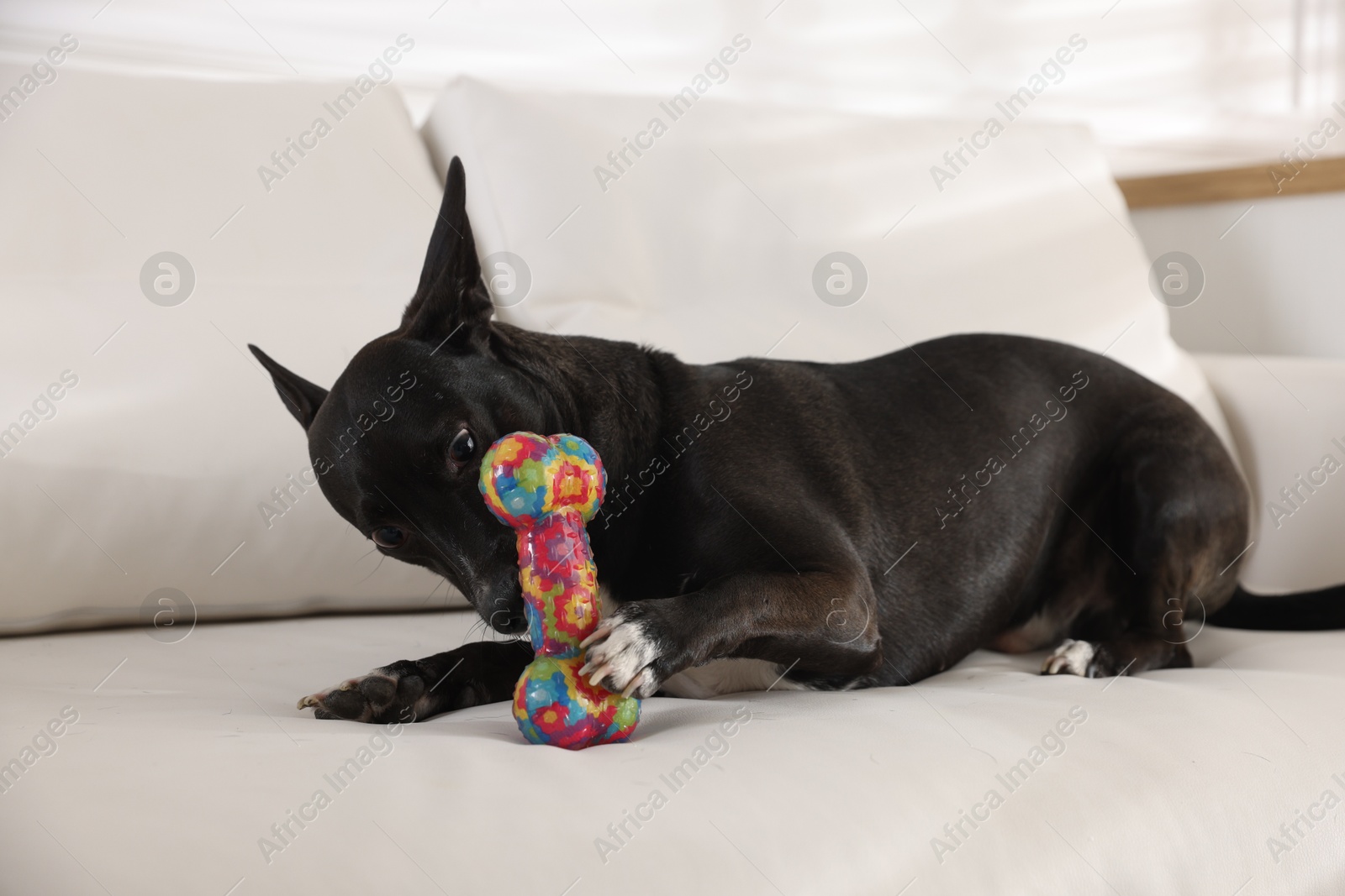 Cute dog chewing bone on sofa at home Photo of Cute dog chewing bone on sofa at home