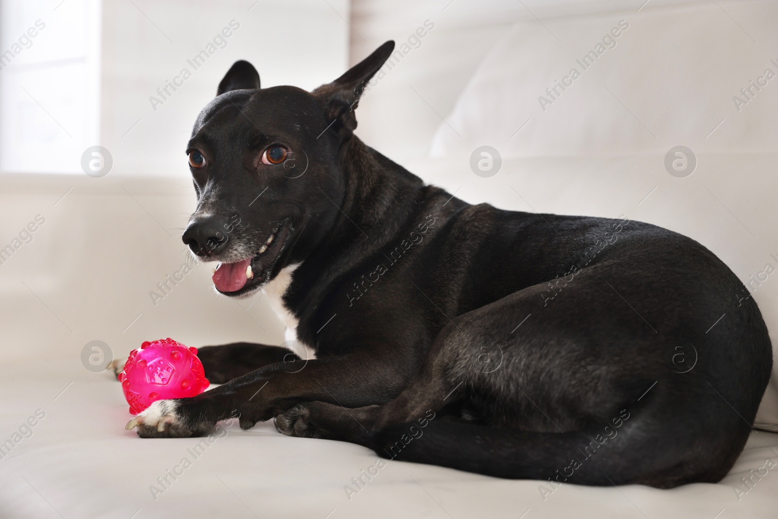 Photo of Cute dog with toy on sofa at home
