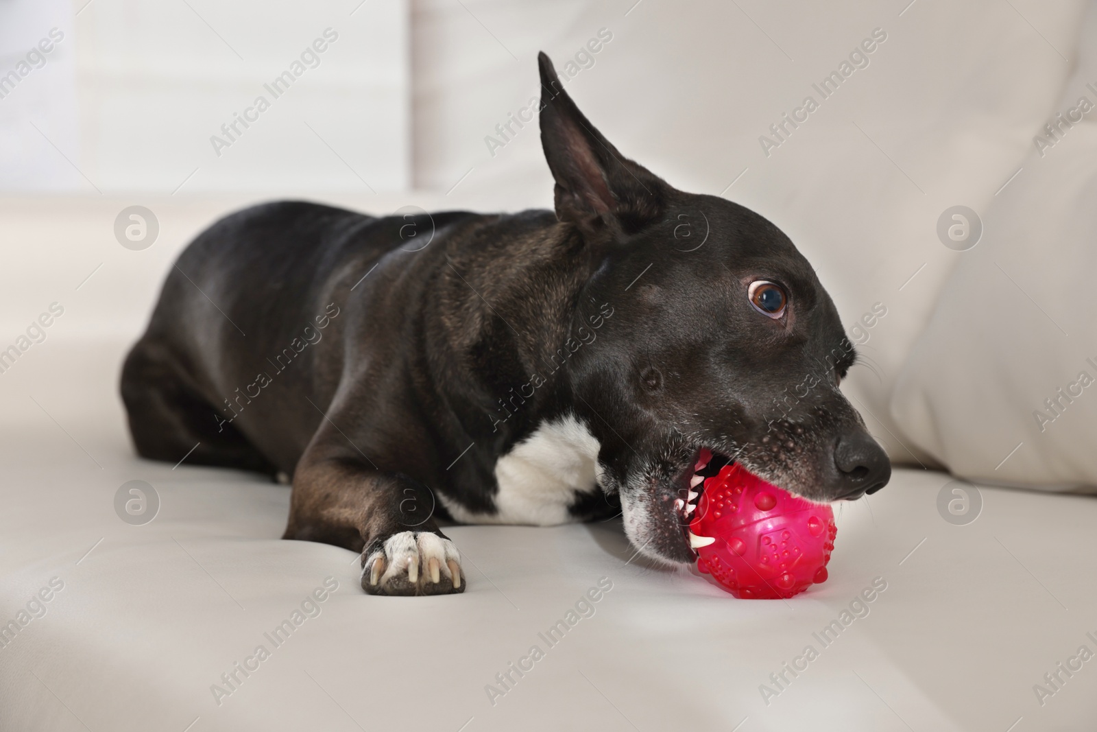 Cute dog chewing toy on sofa at home Photo of Cute dog chewing toy on sofa at home