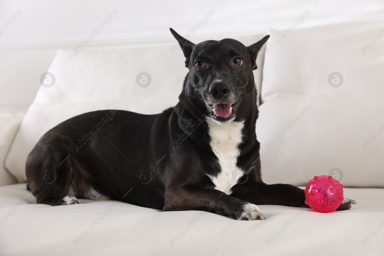 Cute dog with toy on sofa at home Photo of Cute dog with toy on sofa at home