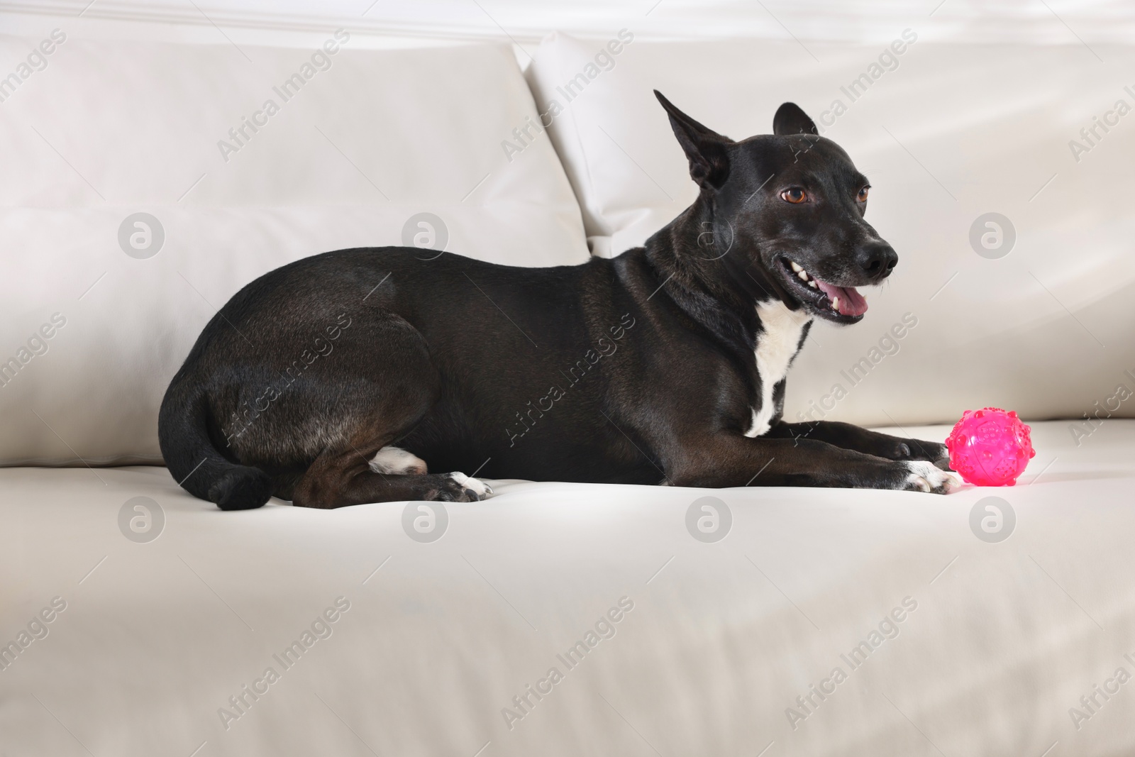 Cute dog with toy on sofa at home Photo of Cute dog with toy on sofa at home