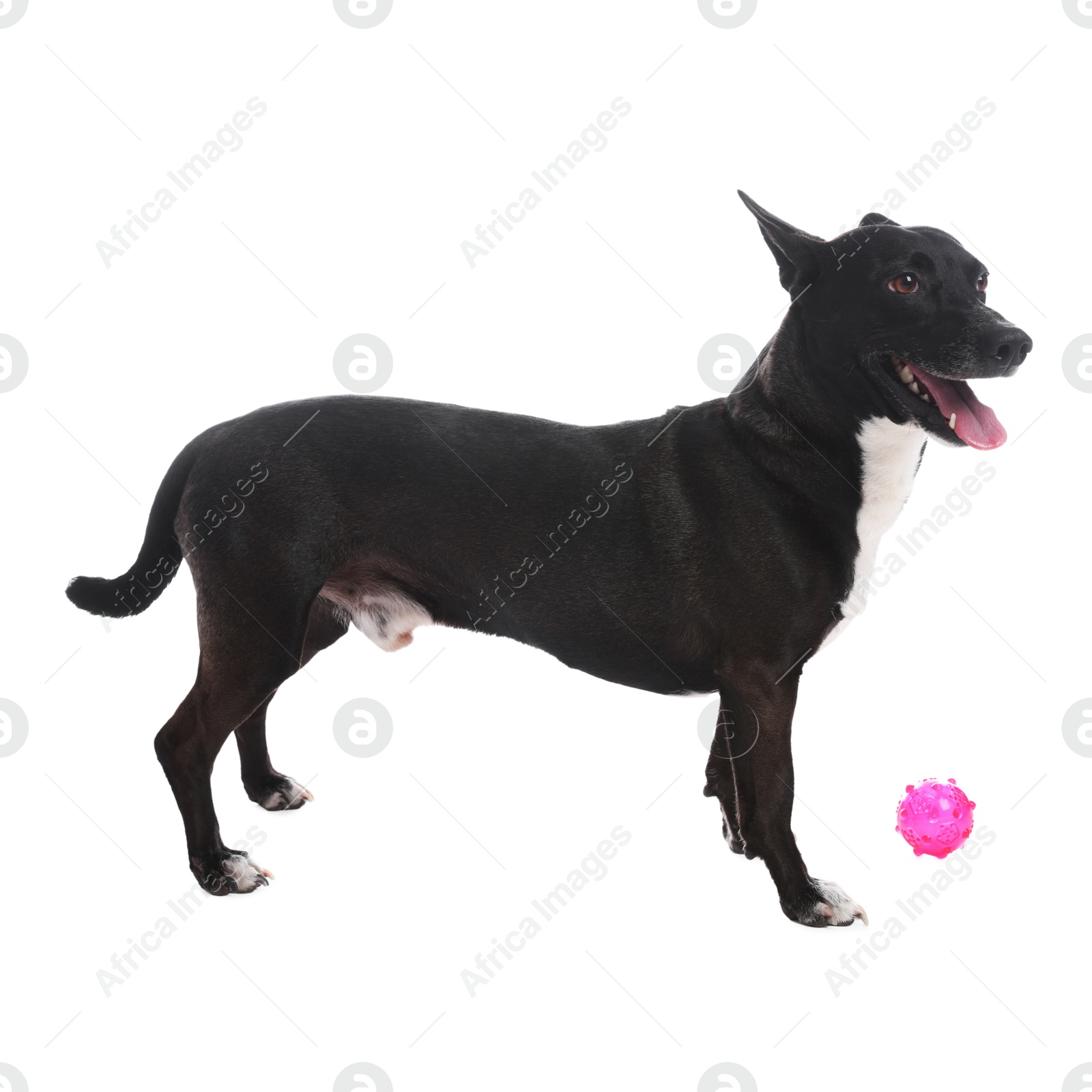 Cute dog on white background. Lovely pet Photo of Cute dog on white background. Lovely pet