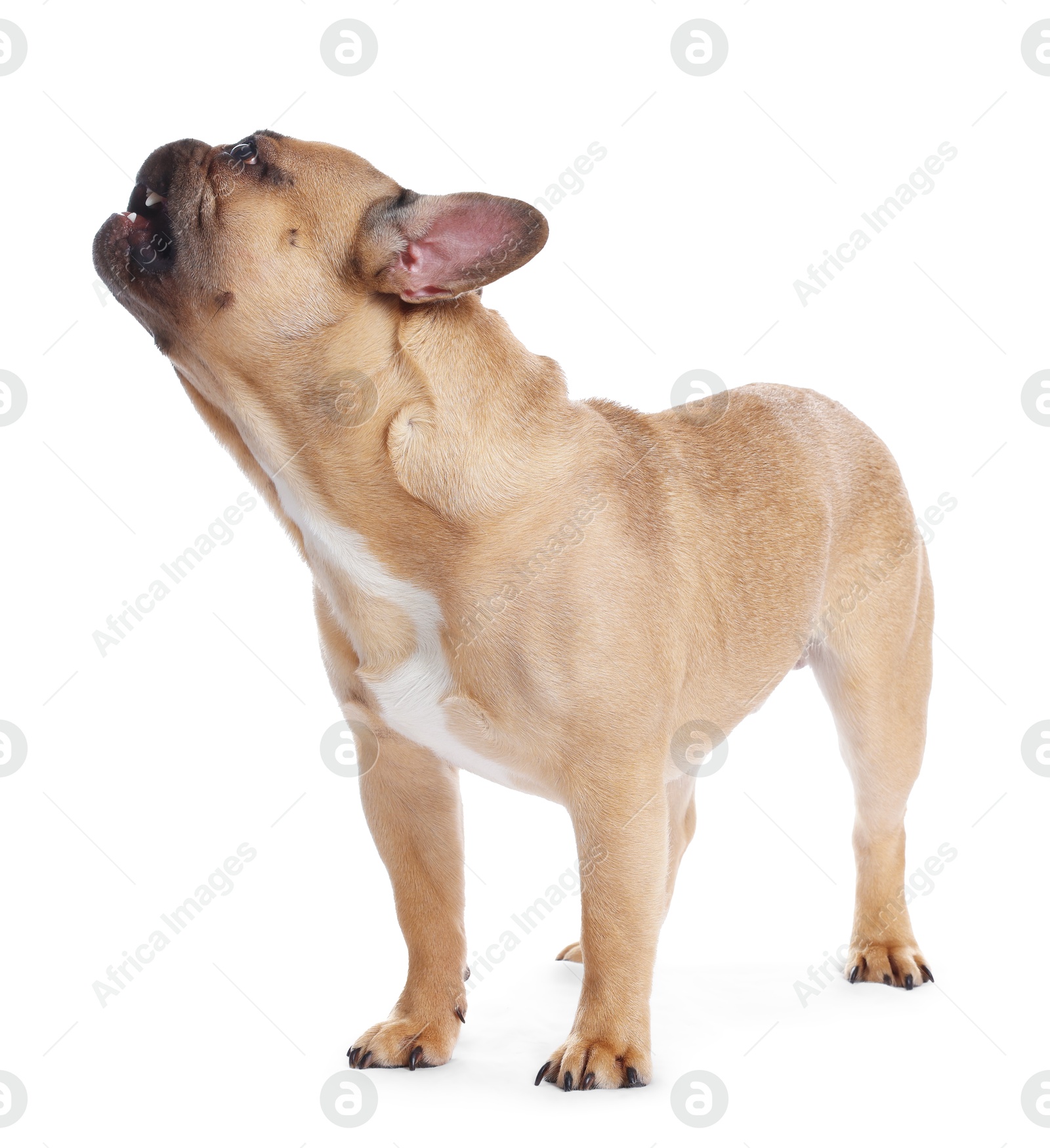 Adorable French bulldog dog on white background Photo of Adorable French bulldog dog on white background
