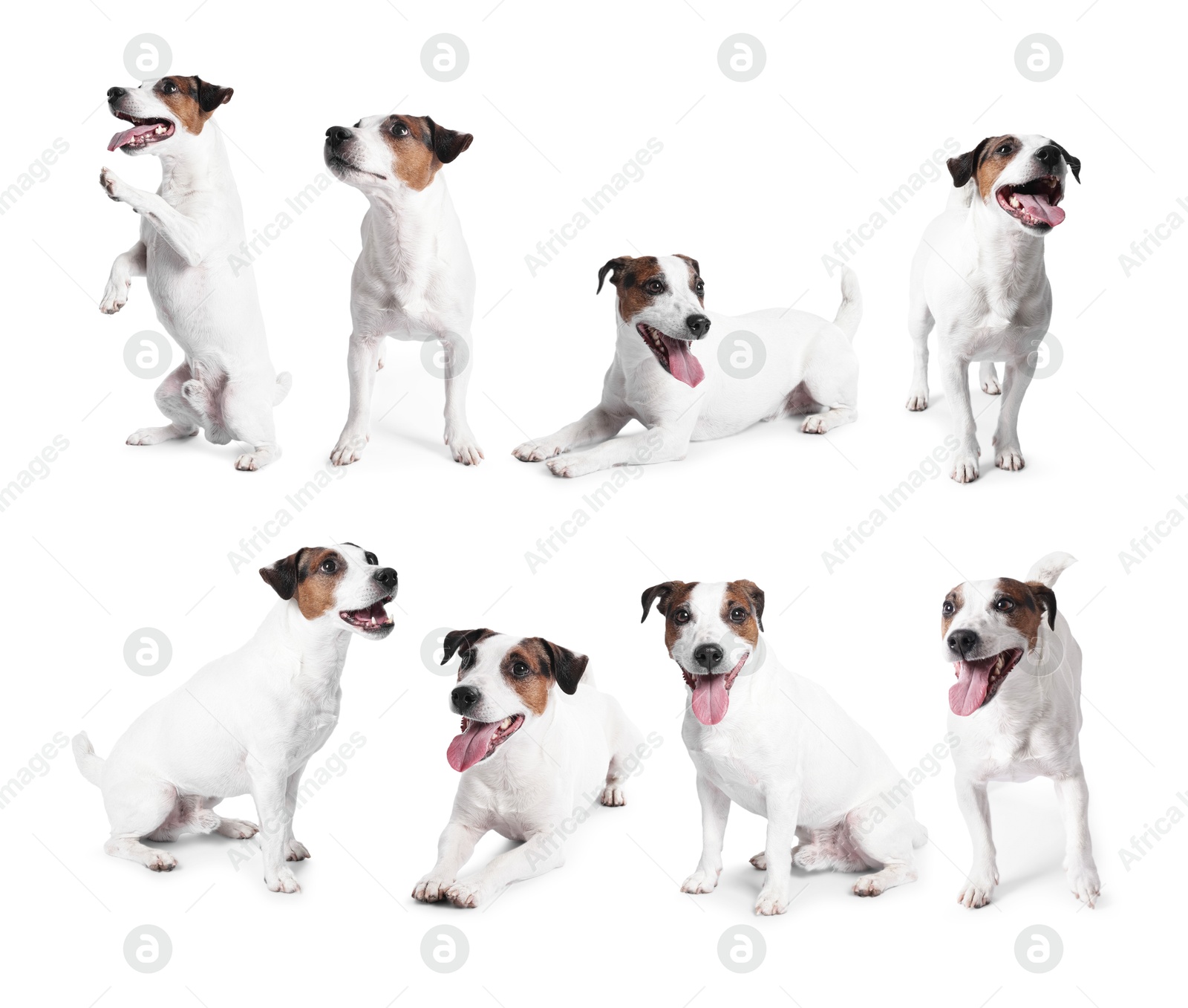 Adorable Jack Russell Terrier dog on white background. Collage of photos Image of Adorable Jack Russell Terrier dog on white background. Collage of photos
