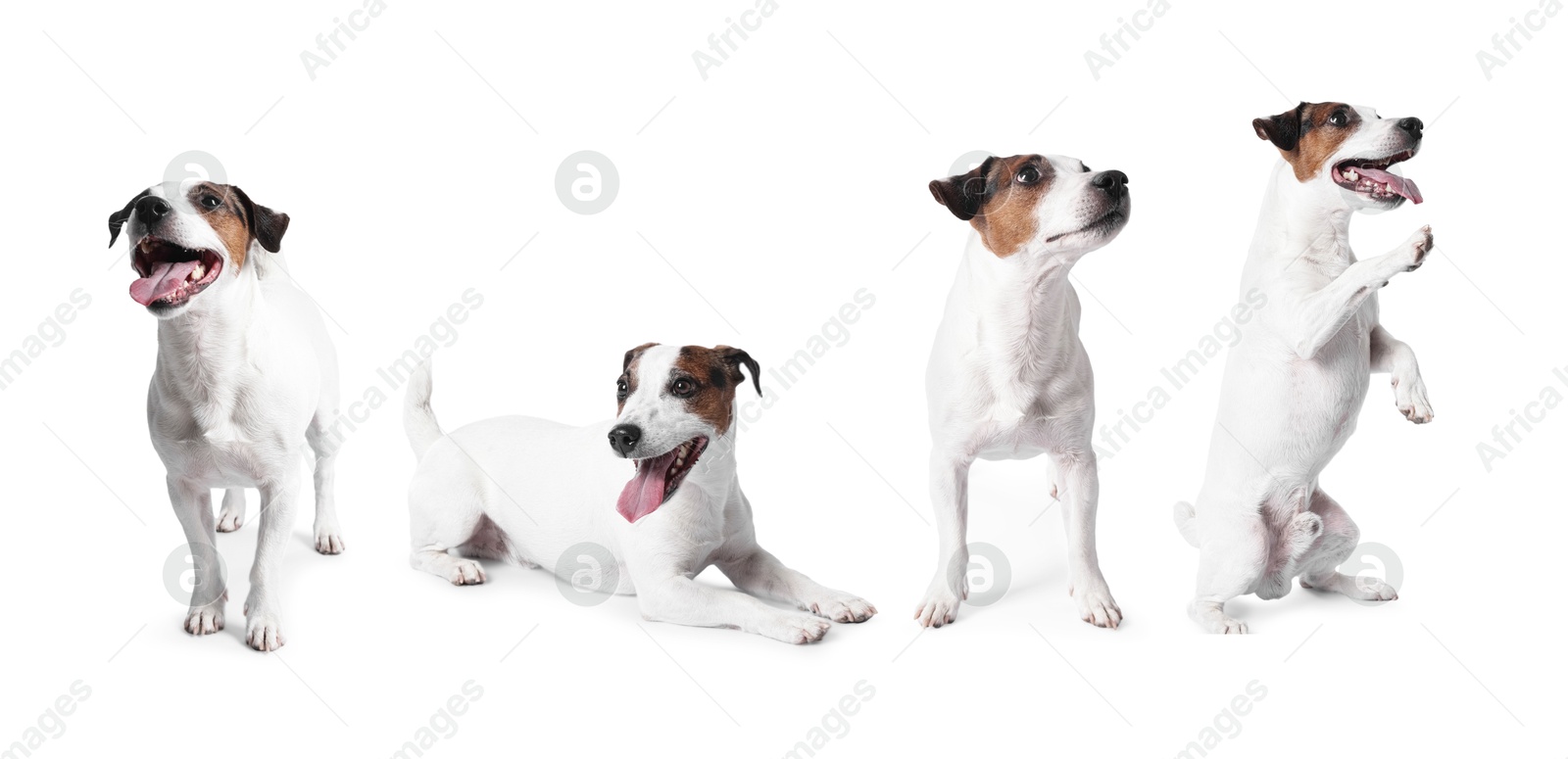 Adorable Jack Russell Terrier dog on white background. Collage of photos Image of Adorable Jack Russell Terrier dog on white background. Collage of photos