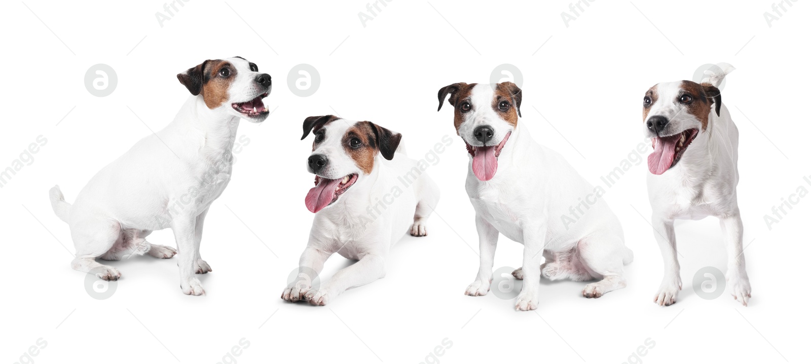 Adorable Jack Russell Terrier dog on white background. Collage of photos Image of Adorable Jack Russell Terrier dog on white background. Collage of photos