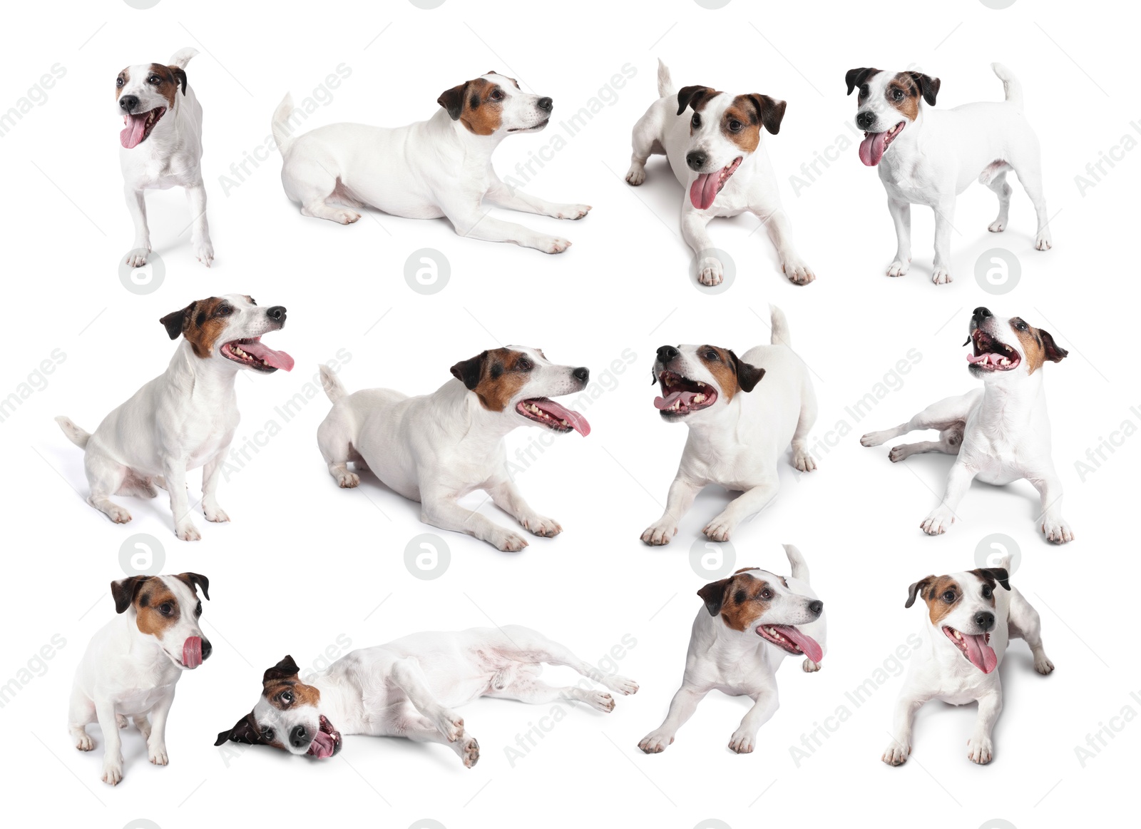 Adorable Jack Russell Terrier dog on white background. Collage of photos Image of Adorable Jack Russell Terrier dog on white background. Collage of photos