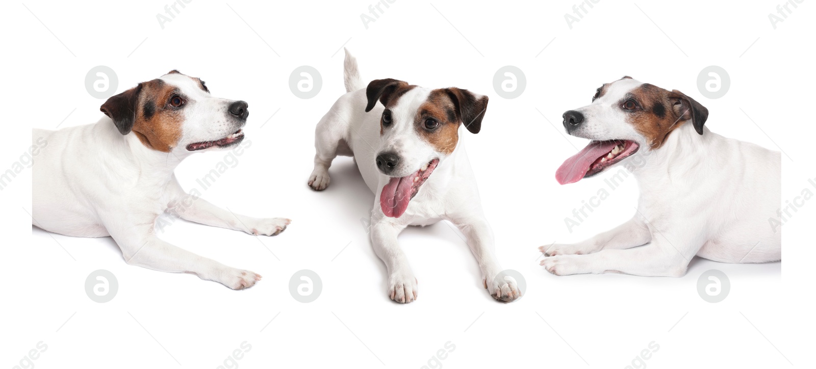 Adorable Jack Russell Terrier dog on white background. Collage of photos Image of Adorable Jack Russell Terrier dog on white background. Collage of photos