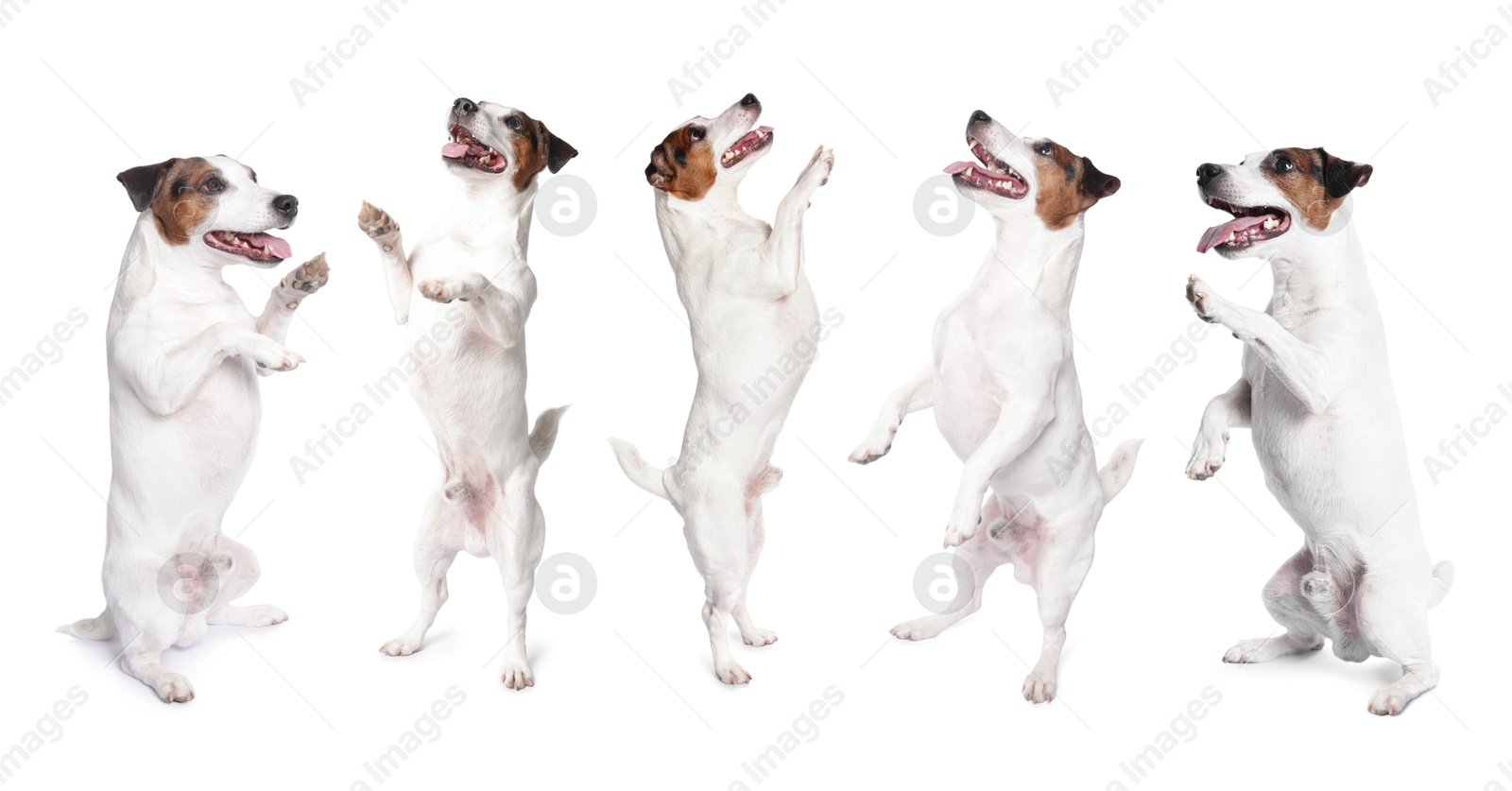 Adorable Jack Russell Terrier dog on white background. Collage of photos Image of Adorable Jack Russell Terrier dog on white background. Collage of photos