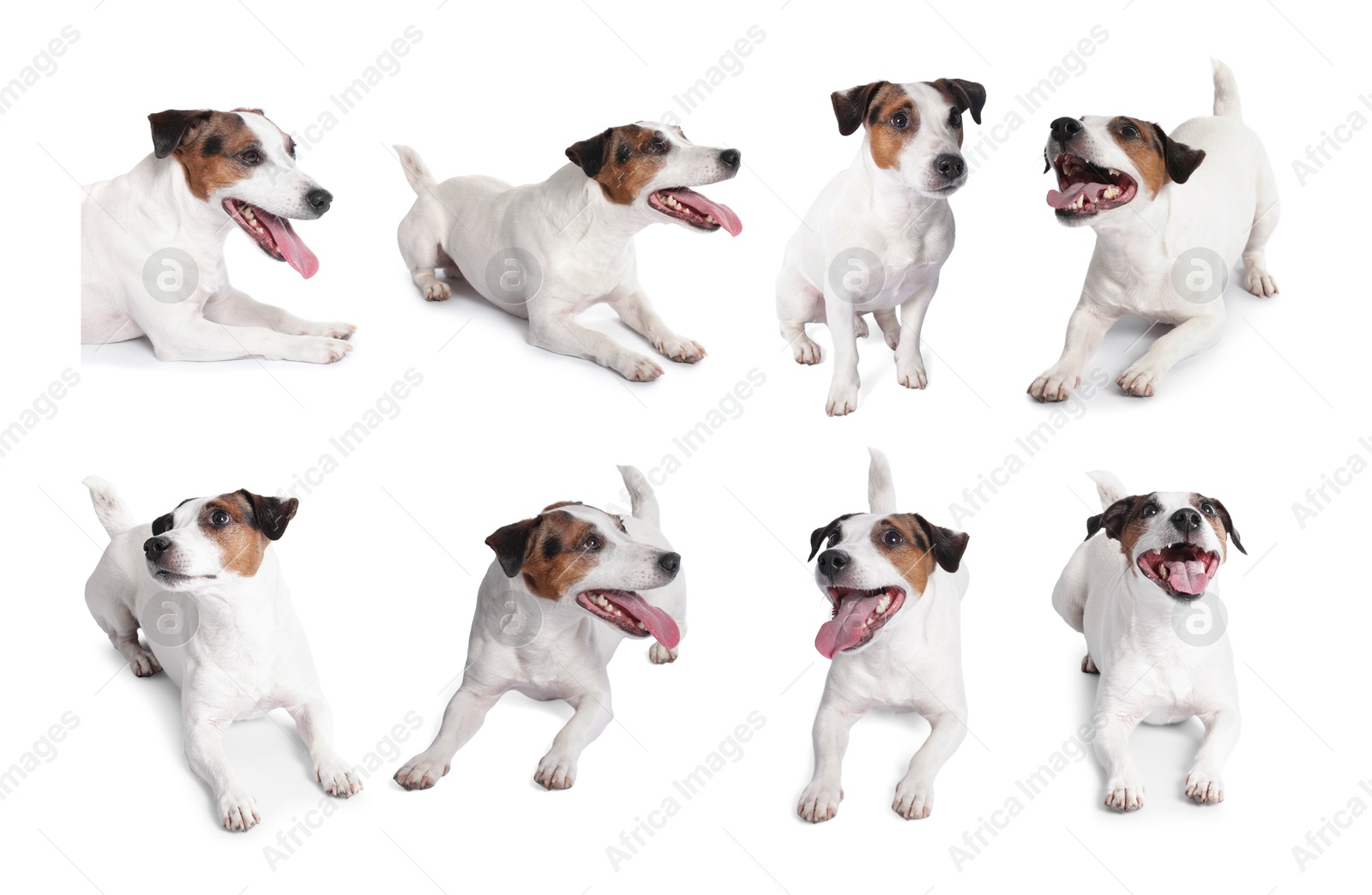 Adorable Jack Russell Terrier dog on white background. Collage of photos Image of Adorable Jack Russell Terrier dog on white background. Collage of photos