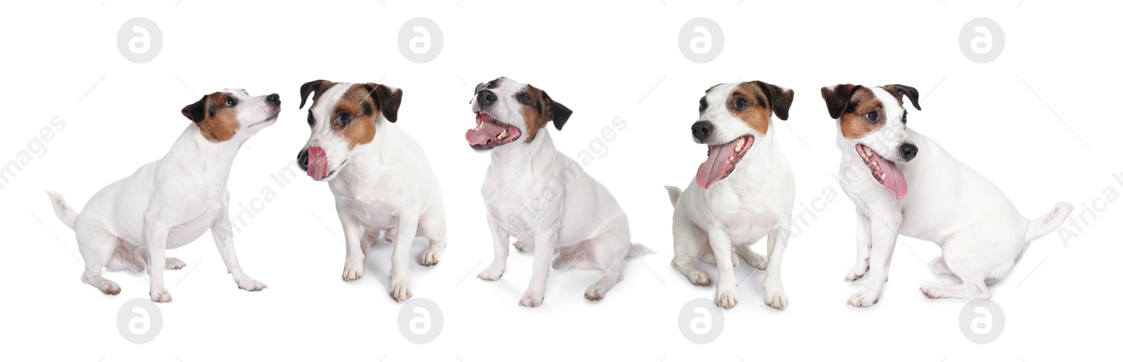 Adorable Jack Russell Terrier dog on white background. Collage of photos Image of Adorable Jack Russell Terrier dog on white background. Collage of photos