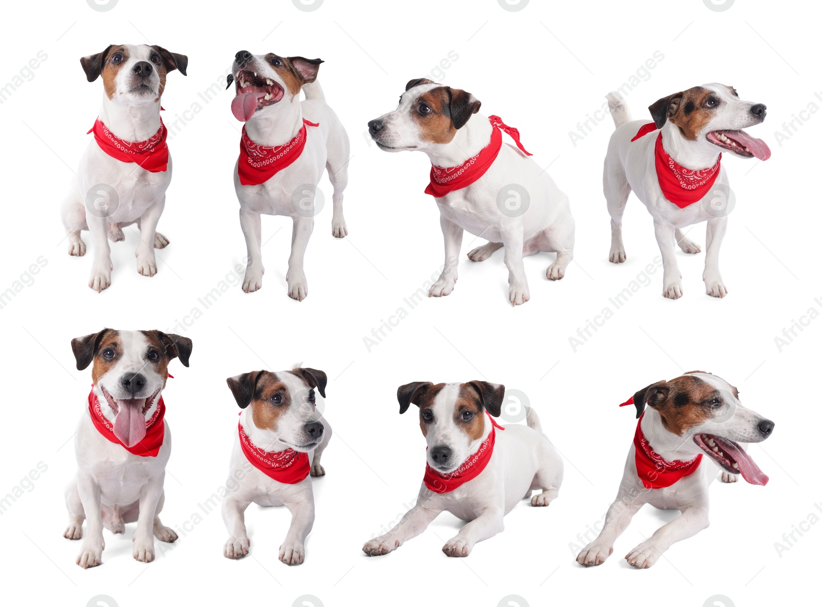 Adorable Jack Russell Terrier dog with red bandana on white background. Collage of photos Image of Adorable Jack Russell Terrier dog with red bandana on white background. Collage of photos