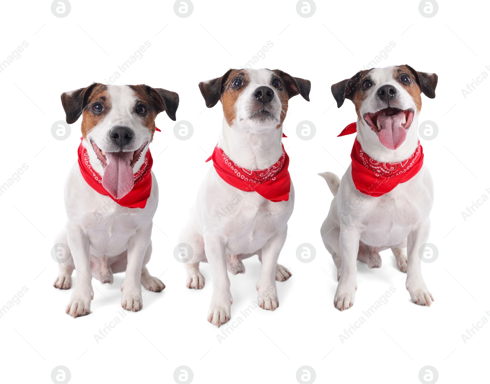 Adorable Jack Russell Terrier dog with red bandana on white background. Collage of photos Image of Adorable Jack Russell Terrier dog with red bandana on white background. Collage of photos