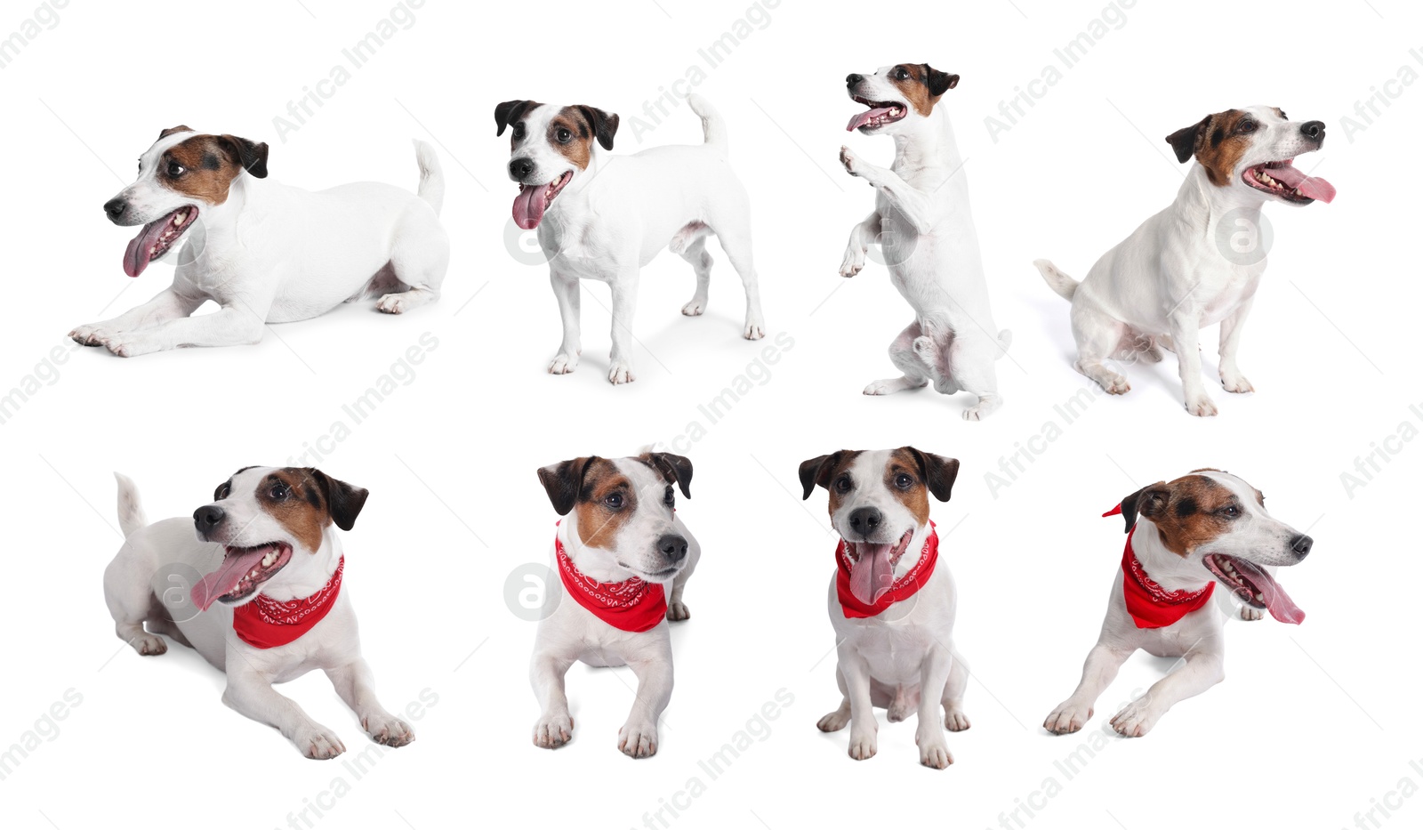Adorable Jack Russell Terrier dog on white background. Collage of photos Image of Adorable Jack Russell Terrier dog on white background. Collage of photos