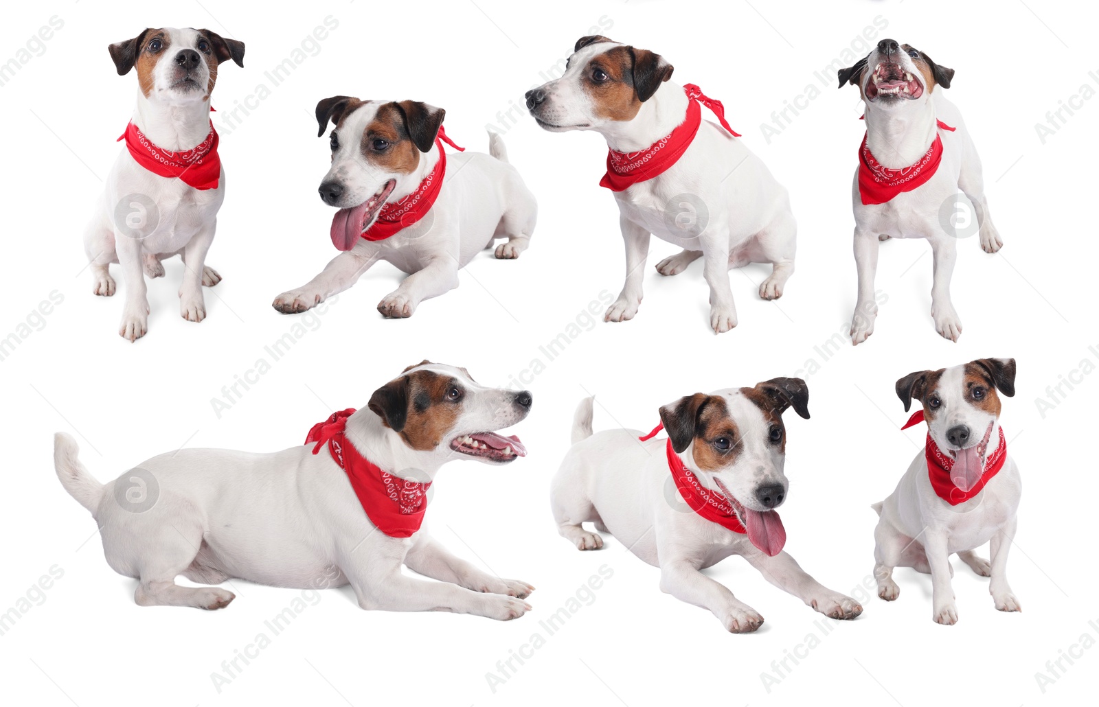 Adorable Jack Russell Terrier dog with red bandana on white background. Collage of photos Image of Adorable Jack Russell Terrier dog with red bandana on white background. Collage of photos