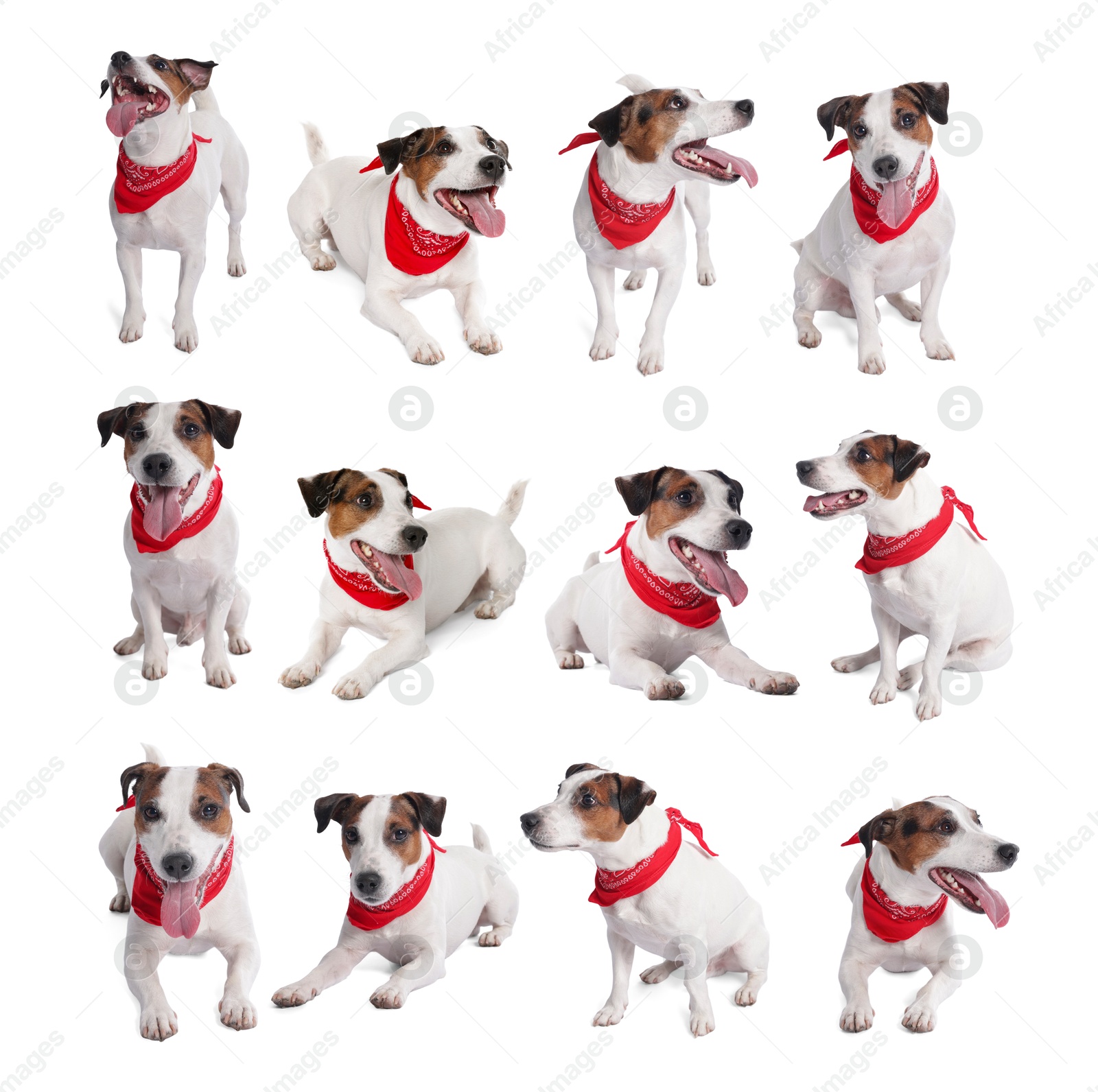 Adorable Jack Russell Terrier dog with red bandana on white background. Collage of photos Image of Adorable Jack Russell Terrier dog with red bandana on white background. Collage of photos