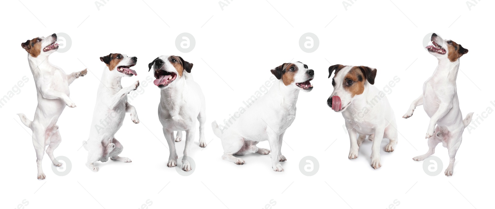 Adorable Jack Russell Terrier dog on white background. Collage of photos Image of Adorable Jack Russell Terrier dog on white background. Collage of photos