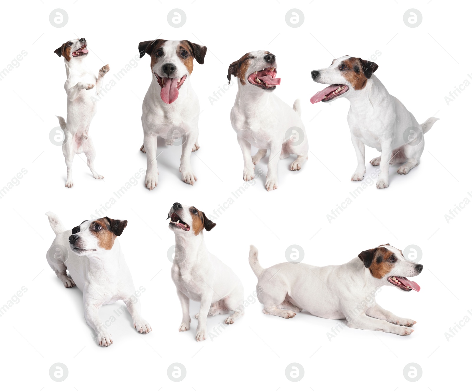 Adorable Jack Russell Terrier dog on white background. Collage of photos Image of Adorable Jack Russell Terrier dog on white background. Collage of photos