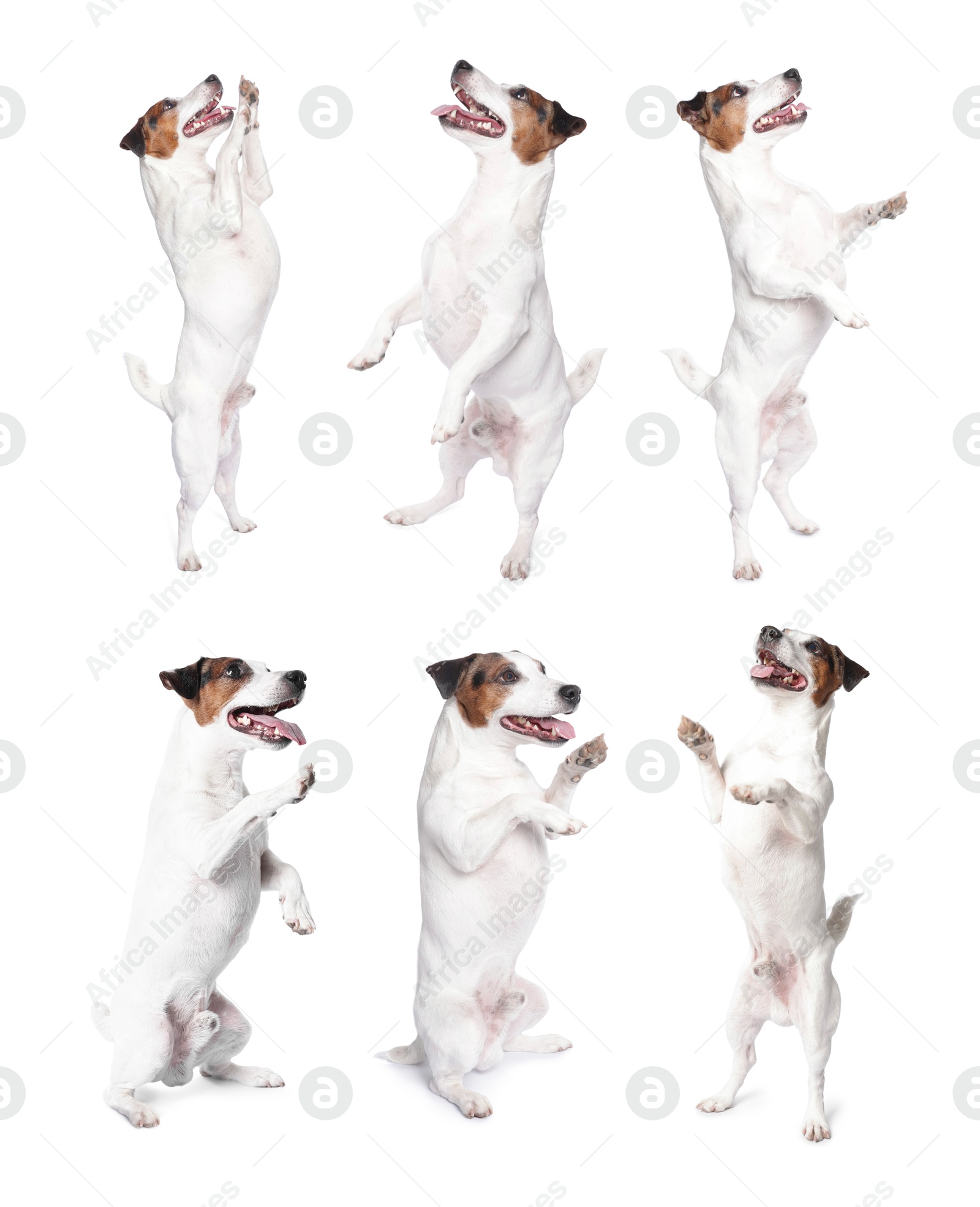 Adorable Jack Russell Terrier dog on white background. Collage of photos Image of Adorable Jack Russell Terrier dog on white background. Collage of photos