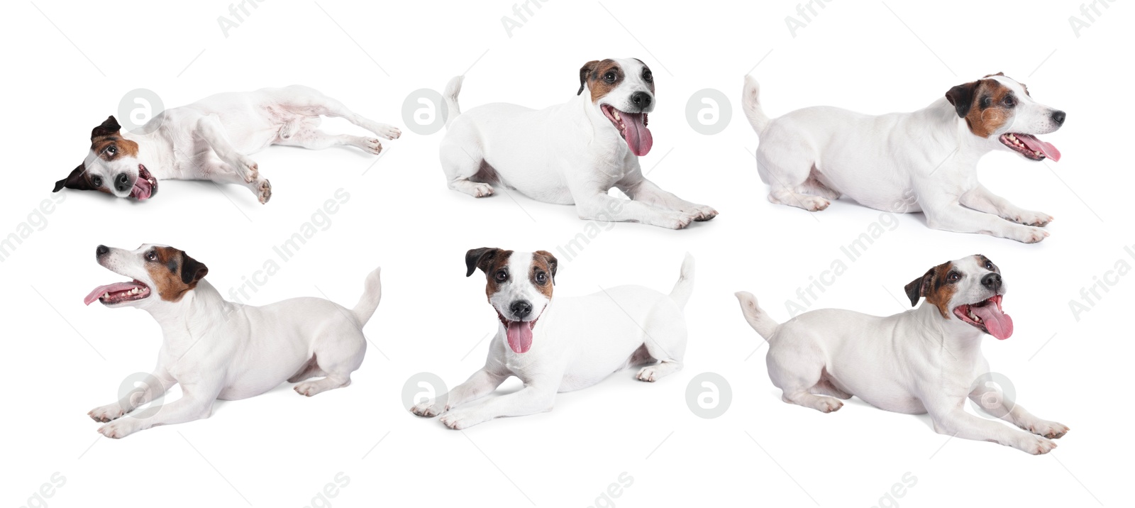 Adorable Jack Russell Terrier dog on white background. Collage of photos Image of Adorable Jack Russell Terrier dog on white background. Collage of photos