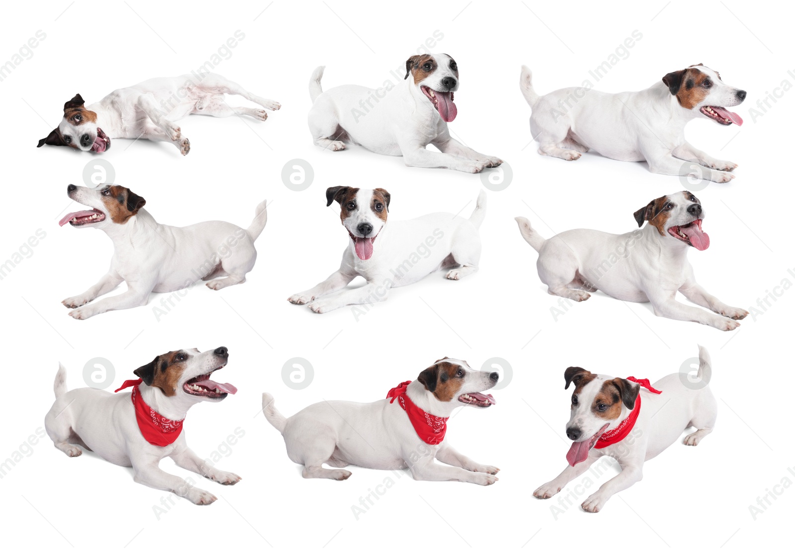 Adorable Jack Russell Terrier dog on white background. Collage of photos Image of Adorable Jack Russell Terrier dog on white background. Collage of photos