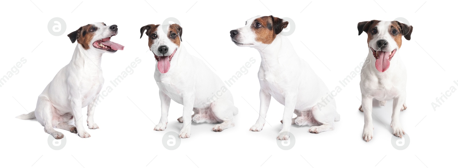 Adorable Jack Russell Terrier dog on white background. Collage of photos Image of Adorable Jack Russell Terrier dog on white background. Collage of photos