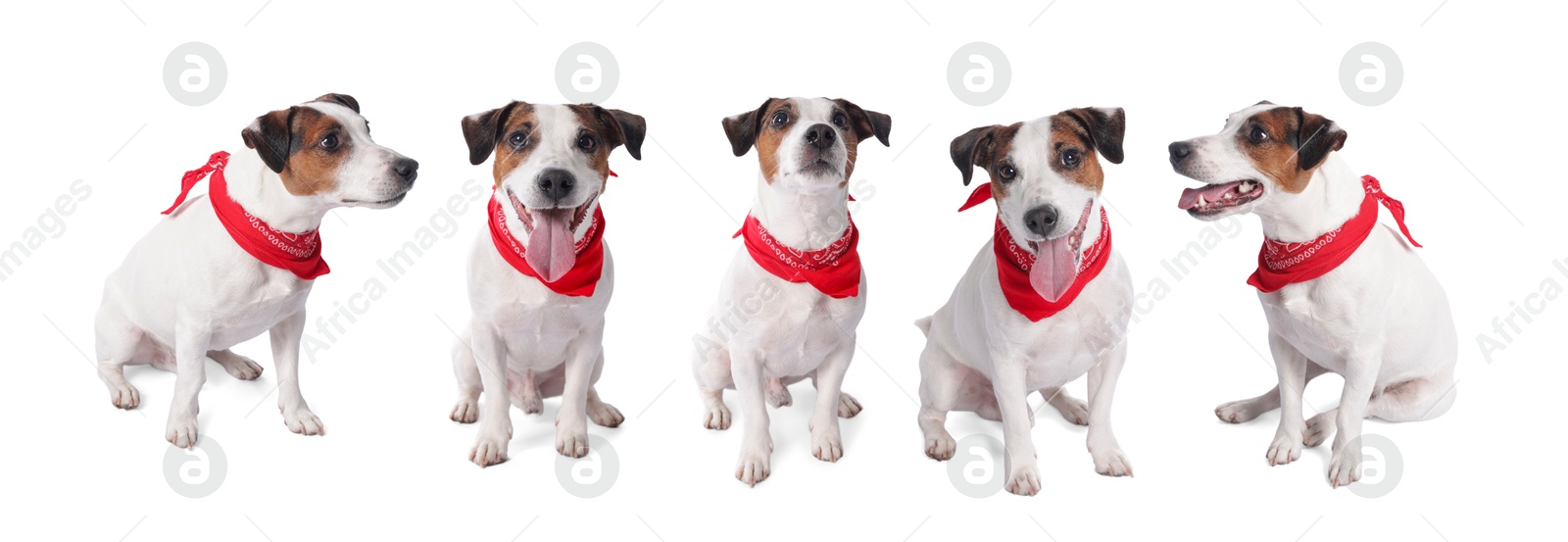 Adorable Jack Russell Terrier dog with red bandana on white background. Collage of photos Image of Adorable Jack Russell Terrier dog with red bandana on white background. Collage of photos