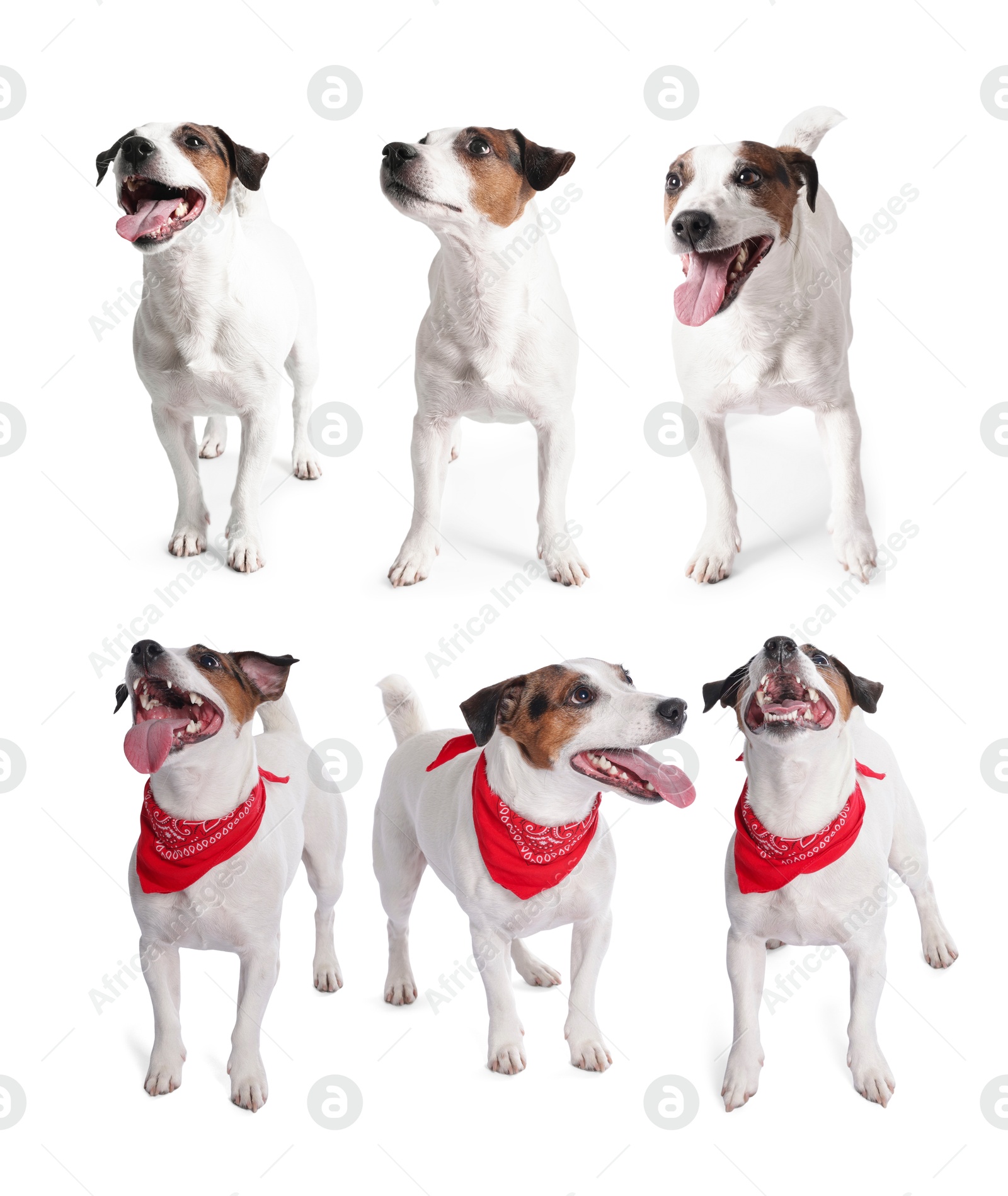 Adorable Jack Russell Terrier dog on white background. Collage of photos Image of Adorable Jack Russell Terrier dog on white background. Collage of photos