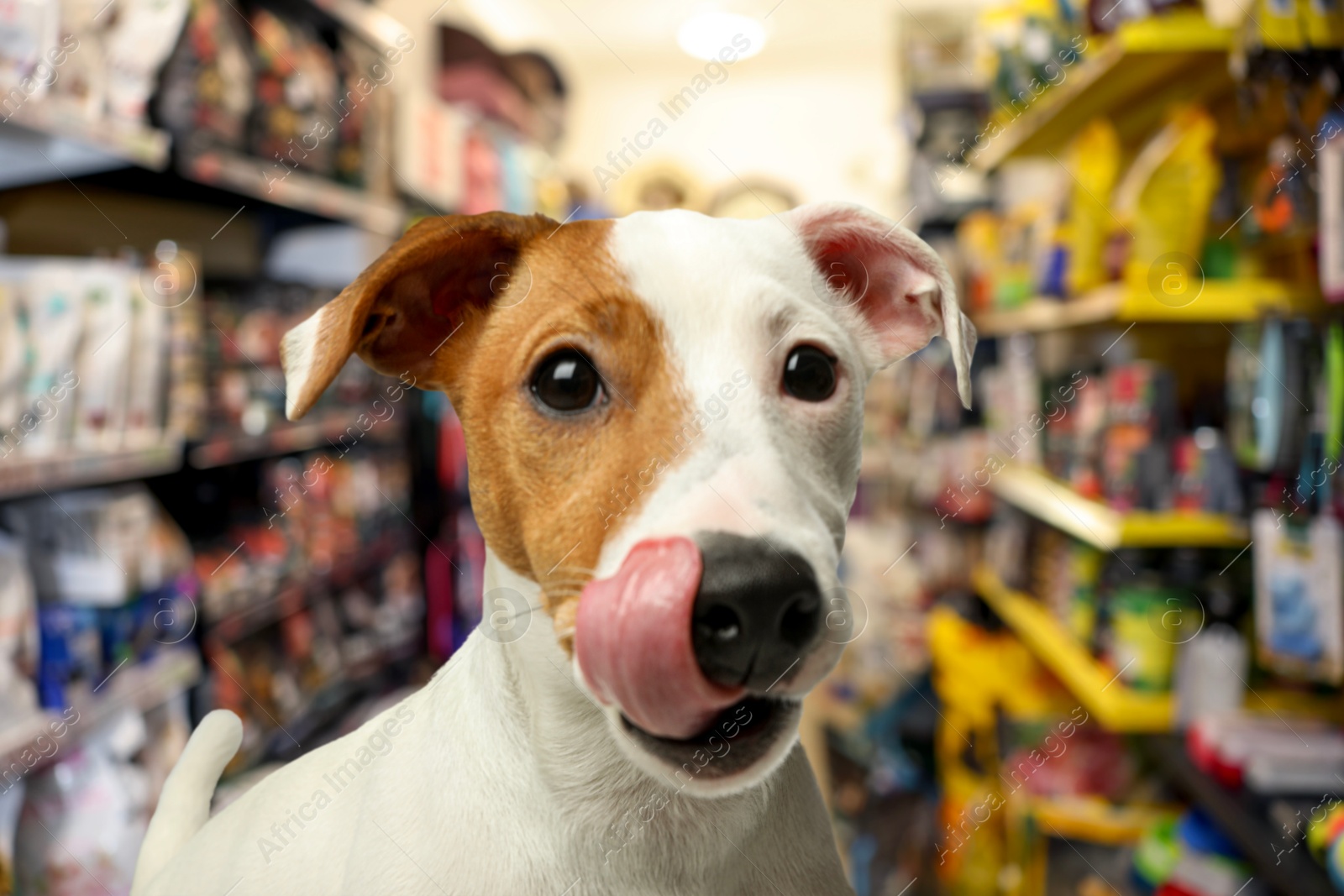 Adorable Jack Russell Terrier in pet shop Image of Adorable Jack Russell Terrier in pet shop