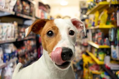 Image of Adorable Jack Russell Terrier in pet shop