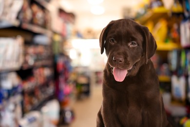 Image of Adorable chocolate Labrador Retriever puppy in pet shop. Space for text
