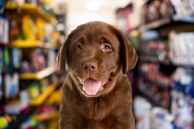 Image of Adorable chocolate Labrador Retriever puppy in pet shop