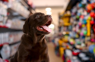 Image of Adorable chocolate Labrador Retriever in pet shop. Space for text