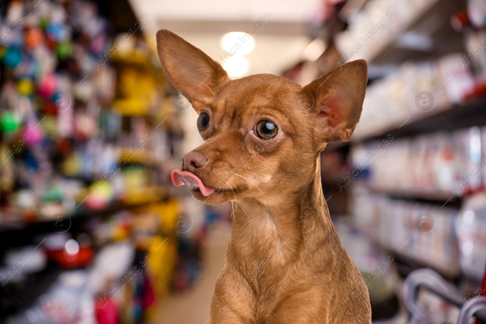 Adorable Chihuahua dog in pet shop, closeup Image of Adorable Chihuahua dog in pet shop, closeup