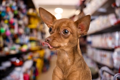Image of Adorable Chihuahua dog in pet shop, closeup