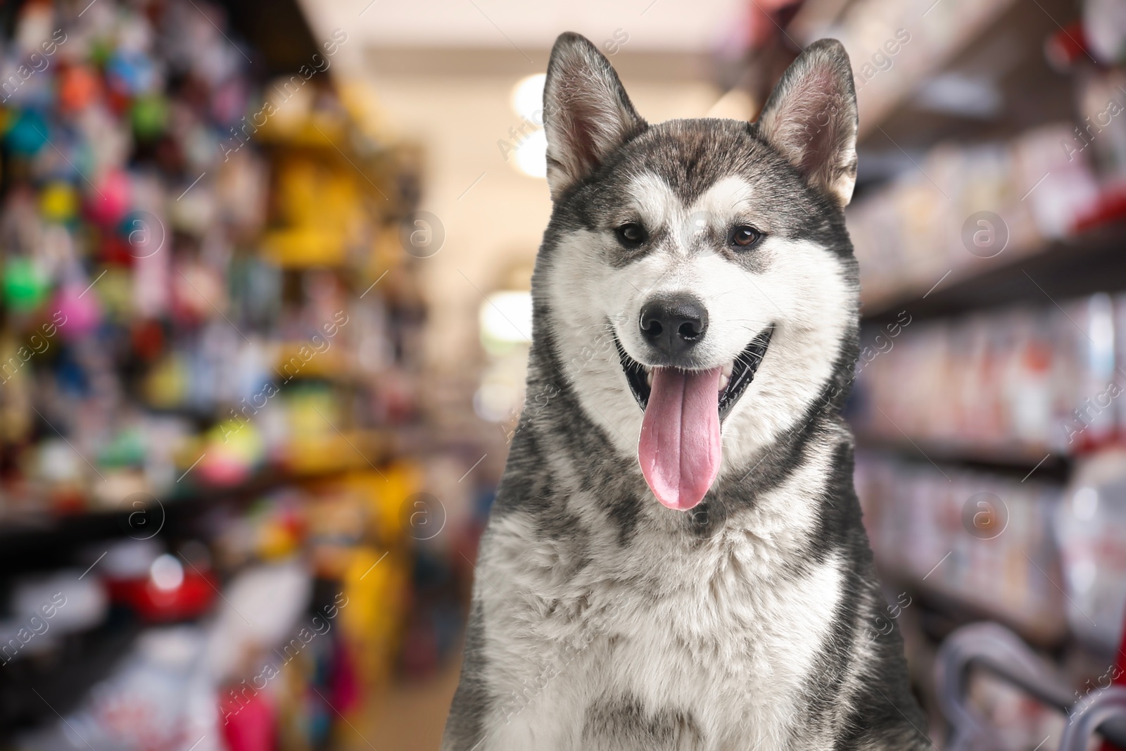 Adorable Alaskan Malamute dog in pet shop. Space for text Image of Adorable Alaskan Malamute dog in pet shop. Space for text