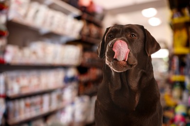 Image of Adorable chocolate Labrador Retriever in pet shop. Space for text