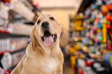 Image of Adorable Golden Labrador Retriever in pet shop. Space for text