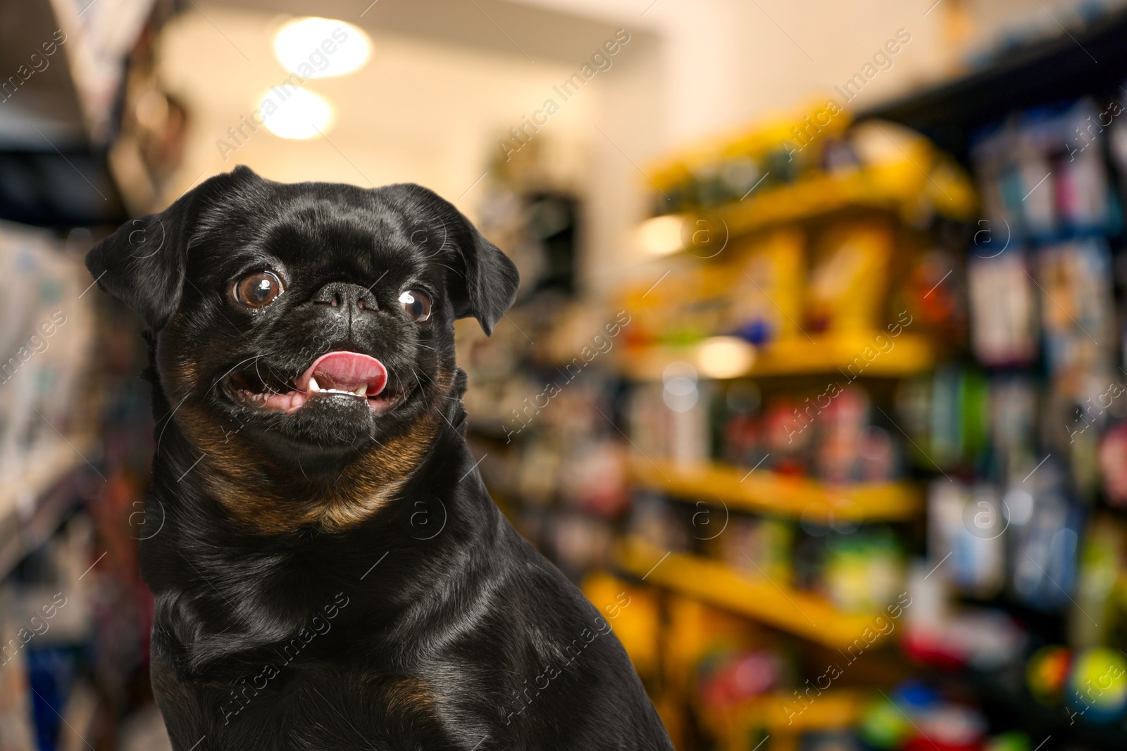 Adorable black Petit Brabancon dog in pet shop. Space for text Image of Adorable black Petit Brabancon dog in pet shop. Space for text