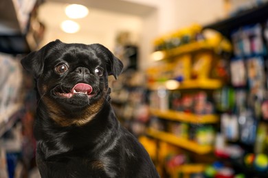 Image of Adorable black Petit Brabancon dog in pet shop. Space for text