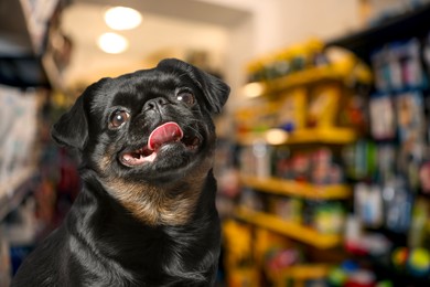 Image of Adorable black Petit Brabancon dog in pet shop. Space for text