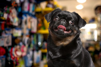 Image of Adorable black Petit Brabancon dog in pet shop. Space for text