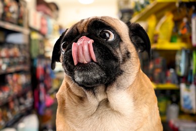 Image of Adorable Pug dog in pet shop, closeup