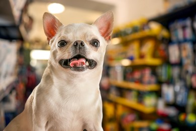 Image of Adorable Chihuahua dog in pet shop. Space for text