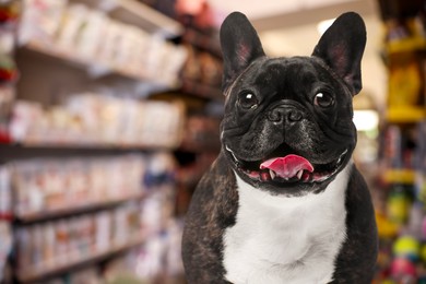 Image of Adorable French Bulldog in pet shop. Space for text